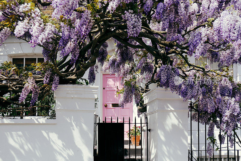 在伦敦诺丁山，盛开的紫藤树覆盖了一所房子的正面