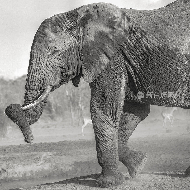 一头大象在塞伦凯保护区安博塞利休息。