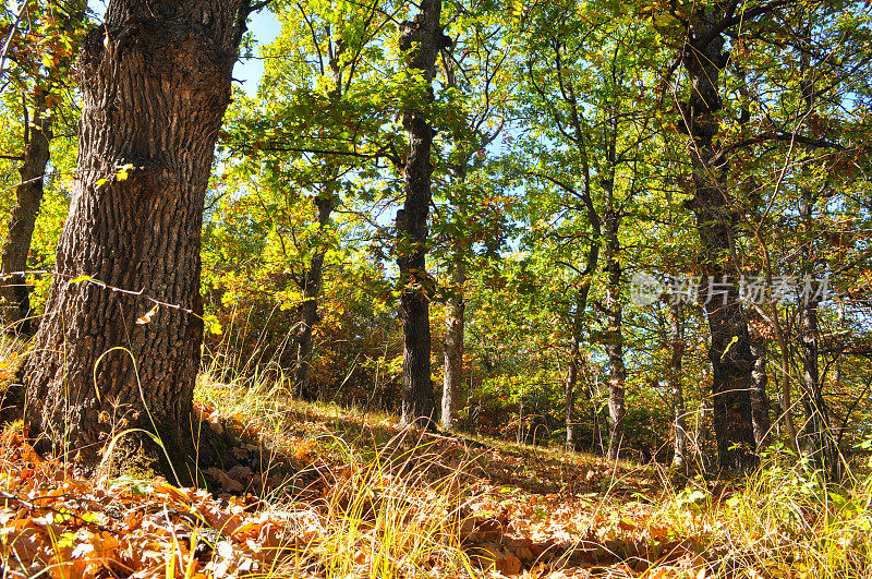 带有秋天色彩的橡树林。