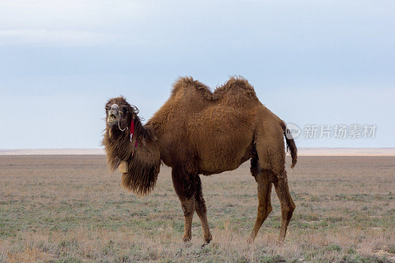 哈萨克斯坦沙漠驯养的棕色双峰驼