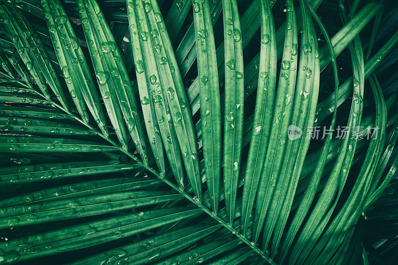 热带棕榈叶上的雨滴，深绿色的自然背景