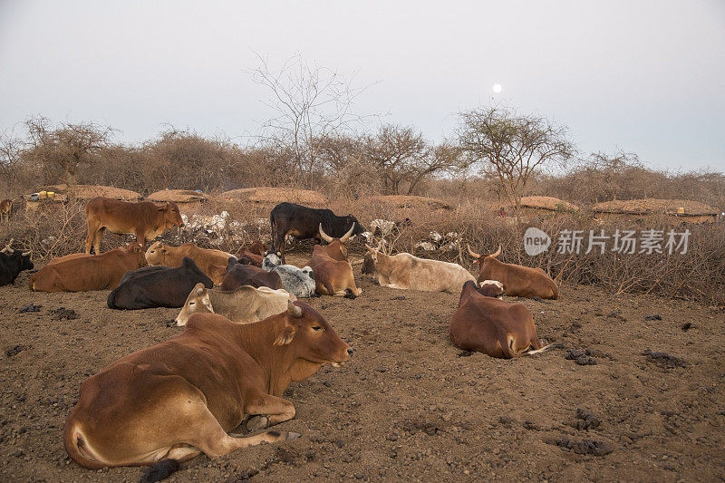 安博塞利附近的马赛村清晨有牛和月亮。肯尼亚,非洲东部