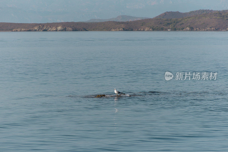 土耳其博德拉姆格拉附近的爱琴海戈科娃湾海鸥海岸