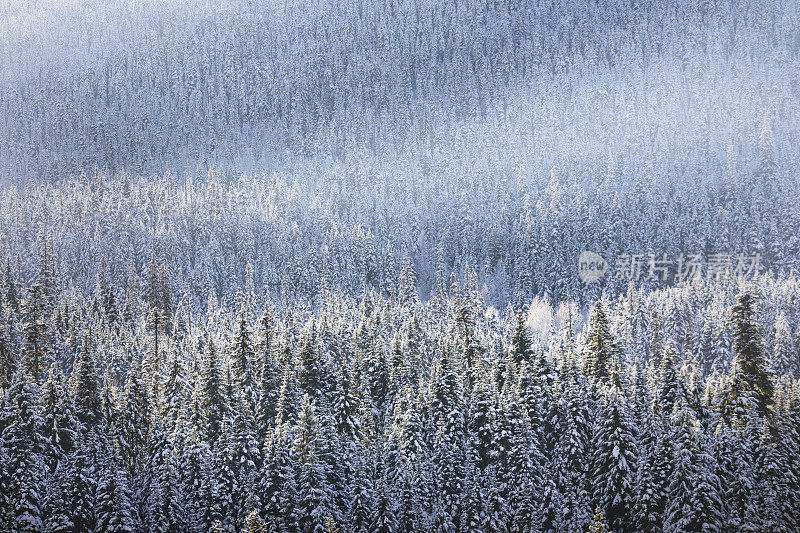 刚下过一场雪的寒冷冬天的森林