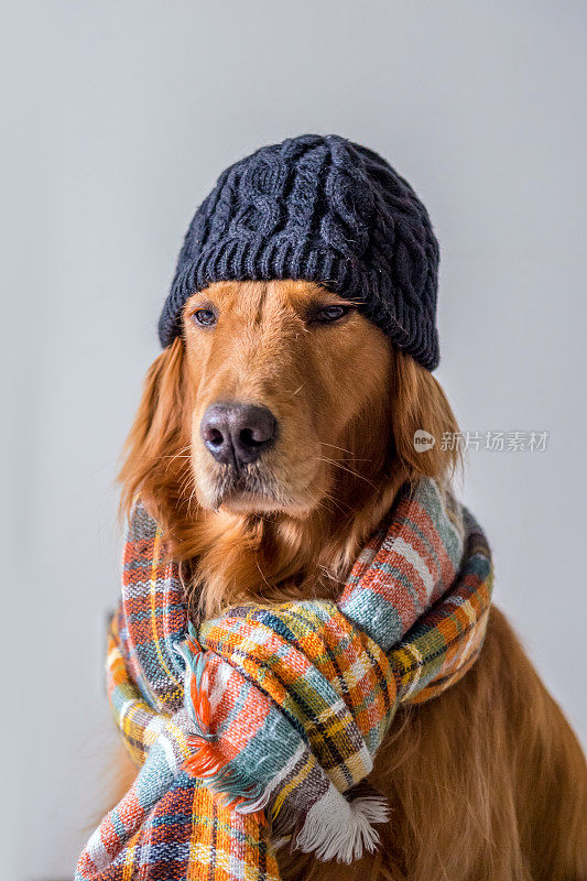 可爱的金毛猎犬戴着围巾