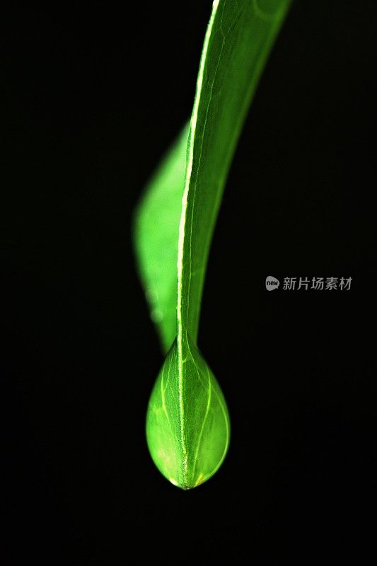 绿叶尖端的雨滴特写(黑色背景)