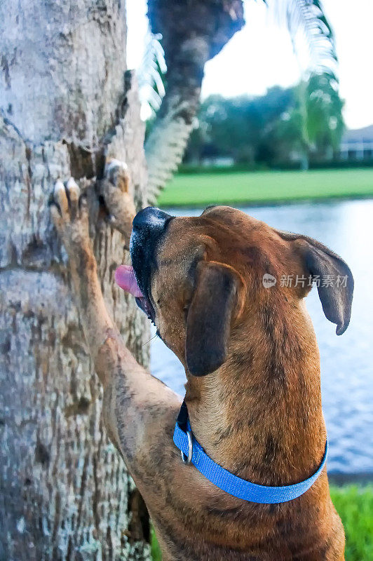 棕榈树上的拳师犬