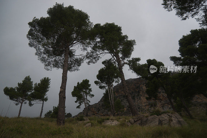 在巴利阿里马略卡岛的Tramuntana山脉，松树在浓雾中