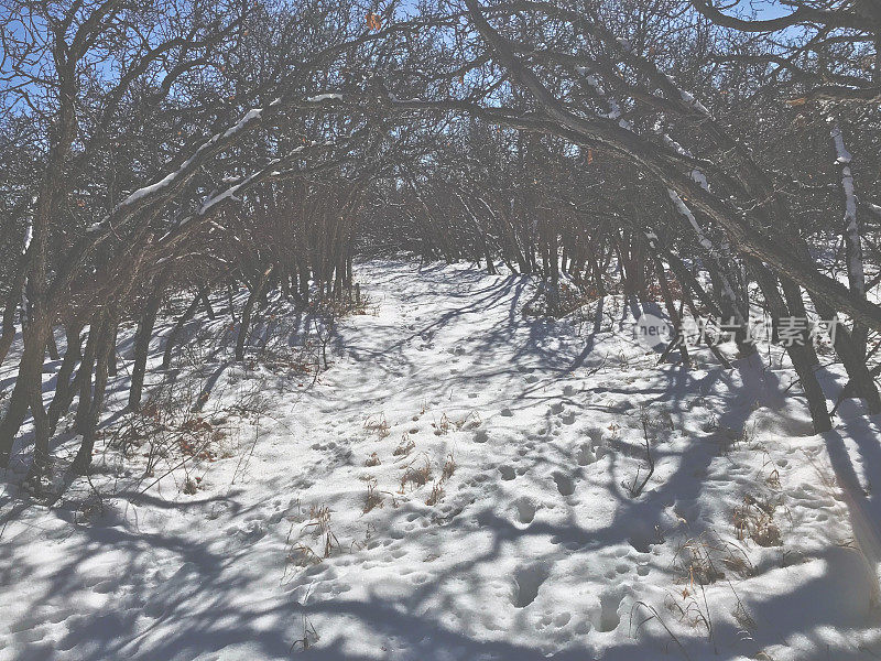 白色风景-高海拔西部科罗拉多冬季雪山全景