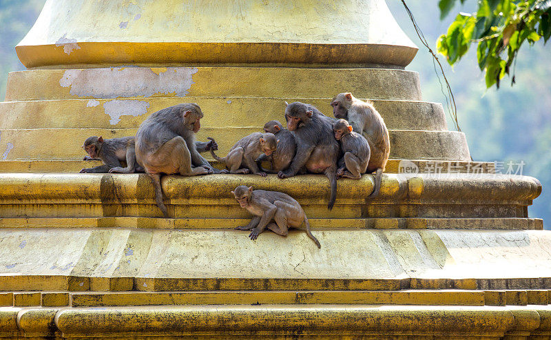 缅甸:恒河猕猴