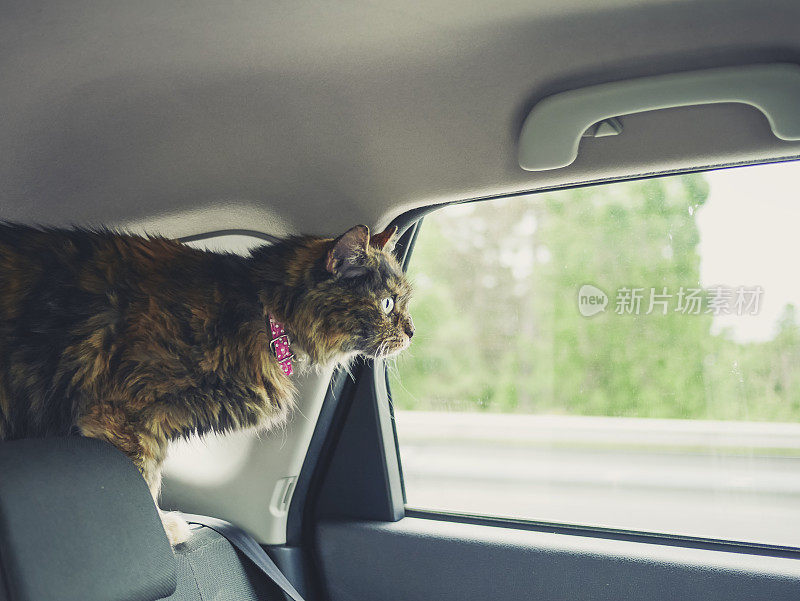 车里的猫