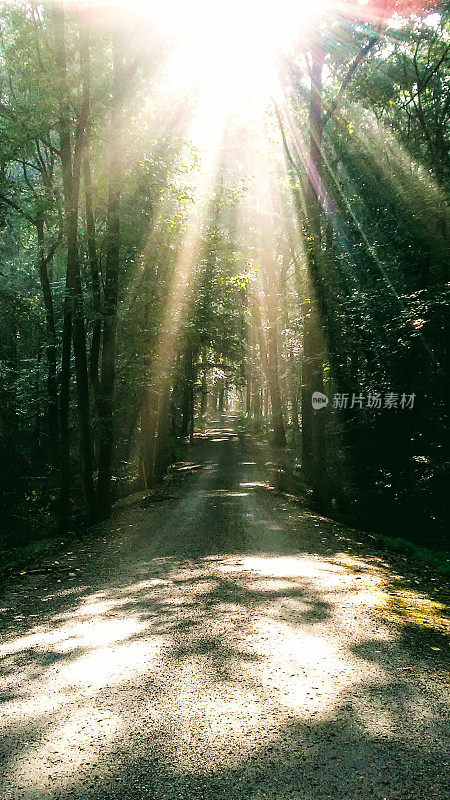 阳光穿过树木，沿着一条砾石路