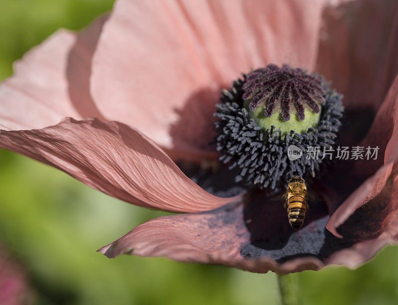 蜜蜂，重要且濒临灭绝