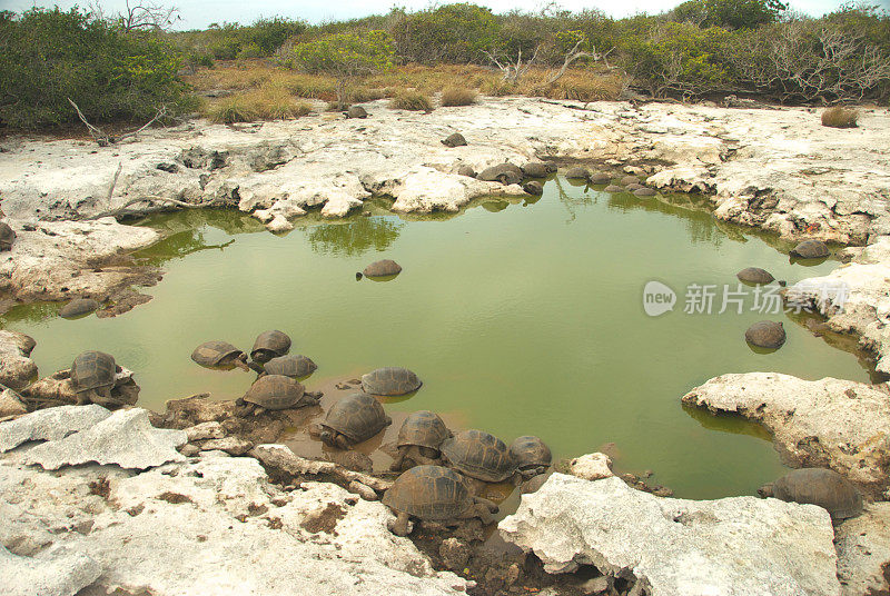 巨龟池