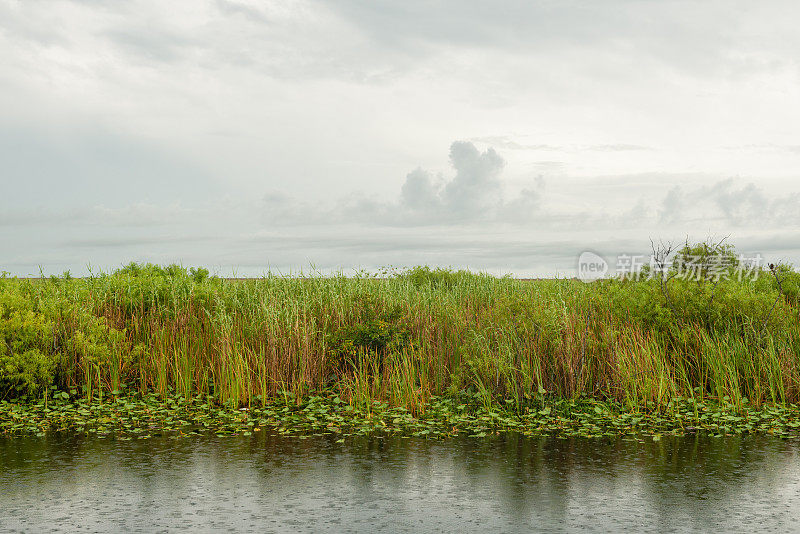 佛罗里达湿地景观夏季季节性降雨