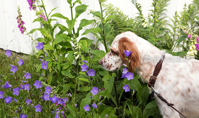 英国猎犬在花坛里找虫子。挪威