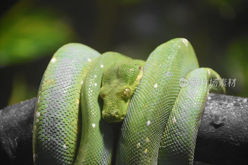 一条绿色的蛇在树枝上