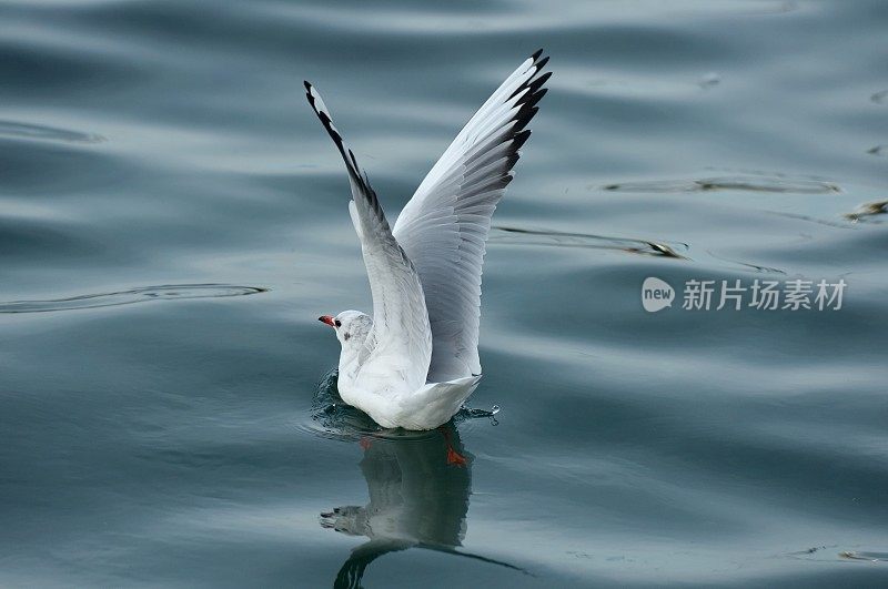 在日内瓦湖上空飞翔的海鸥