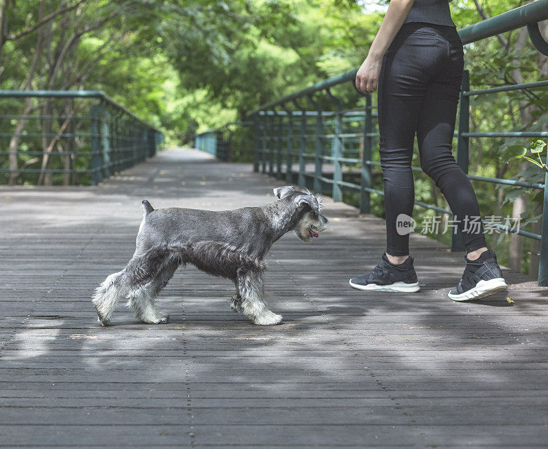 美丽的女主人与她可爱的雪纳瑞在公园放松