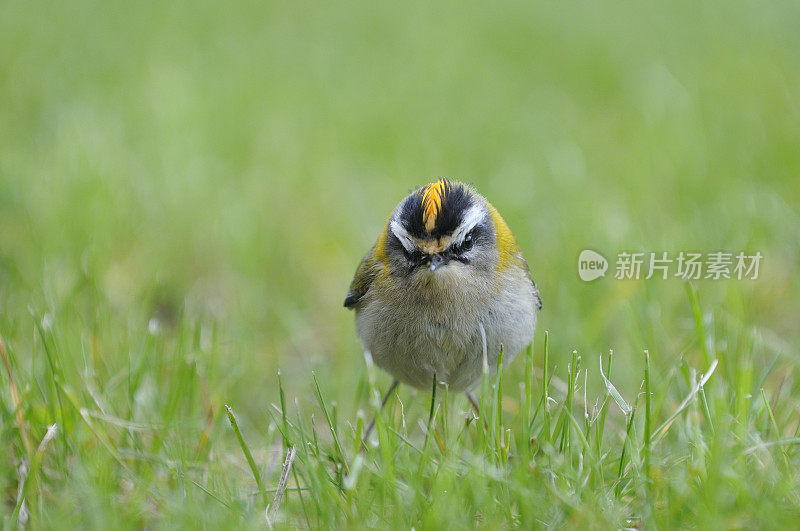 Firecrest(轩辕十四ignicapillus)