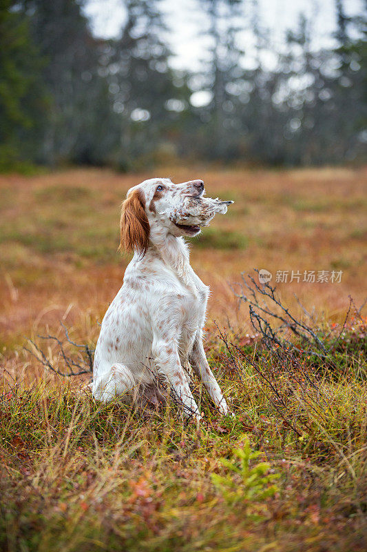 秋天，挪威奥普兰的挪威山区，训练英国猎犬
