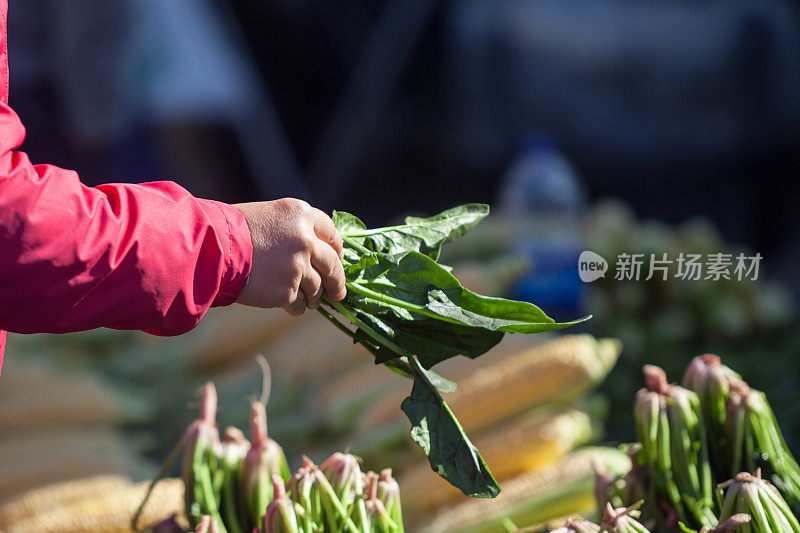 人的手在农贸市场挑选菠菜的近照