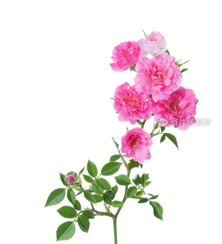 分枝具小的粉红色玫瑰孤立在白色上。有选择性的重点