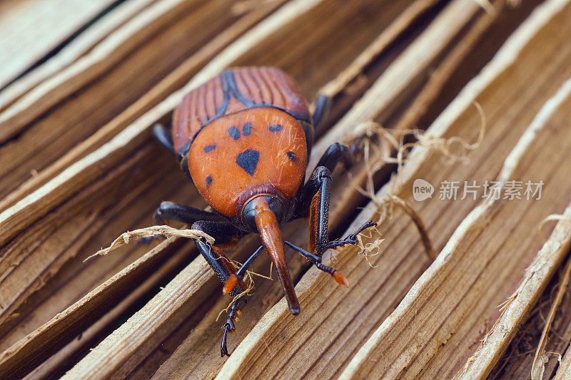 红棕榈象鼻虫特写