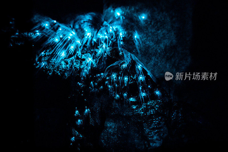 外普洞穴里新西兰萤火虫的特写