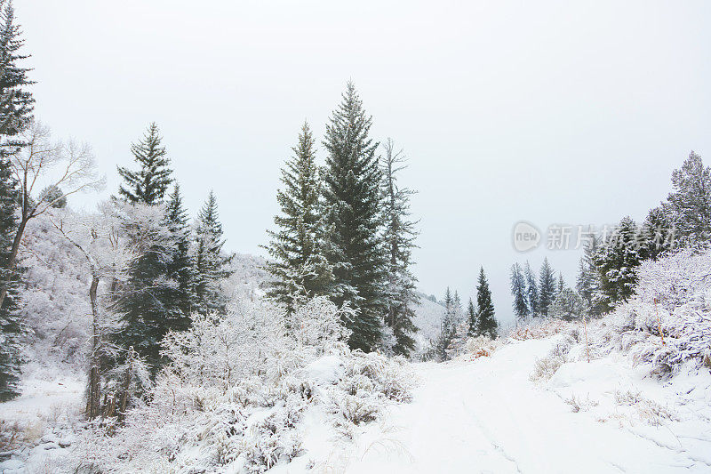 白色风景-科罗拉多州西部高海拔冬季降雪