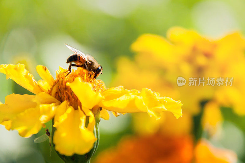 昆虫蜜蜂黄花自然。