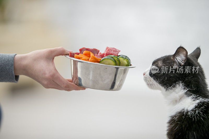 猫嗅探的食物