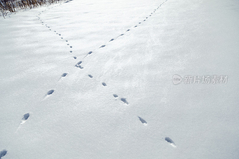 雪地里穿过的动物足迹