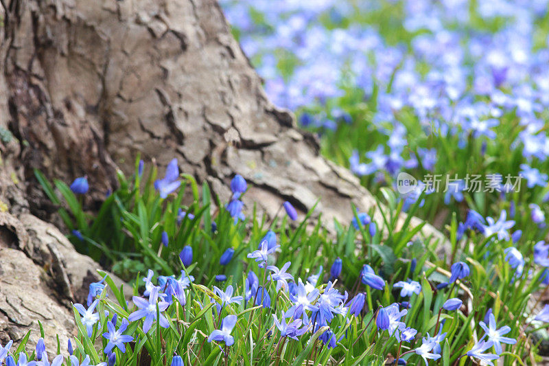 春天到处都是蓝色的花朵
