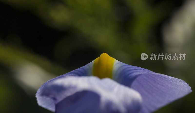 大而独特的花朵