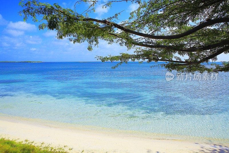 绿松石池，幽静的海滩下的热带树-阿鲁巴，加勒比海