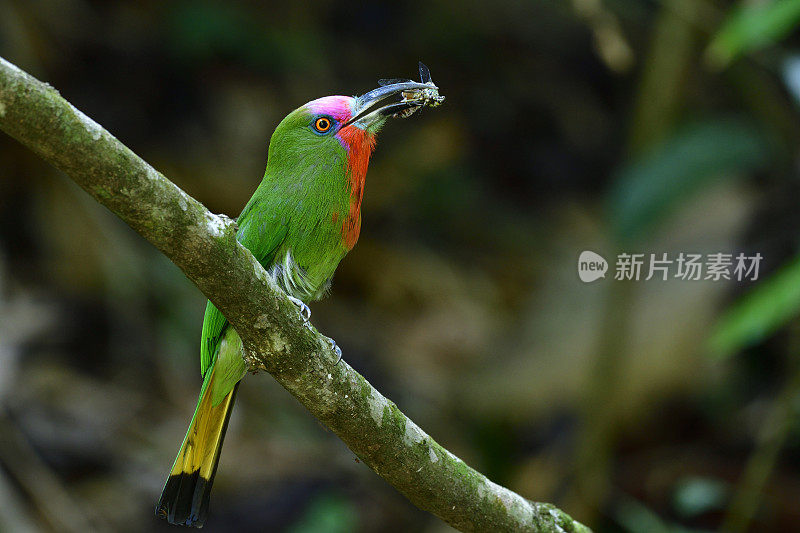 红胡子食蜂鸟(蜜蜂食蜂鸟)的雄性，长有红胡子和粉红色前额的美丽的绿色鸟，携带昆虫喂雏鸟