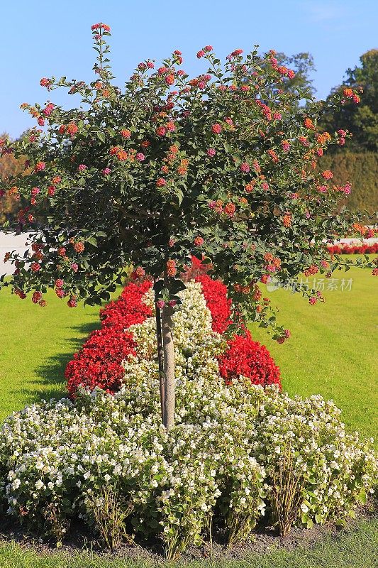 在Stadtpark，维也纳的观赏园和花坛细节