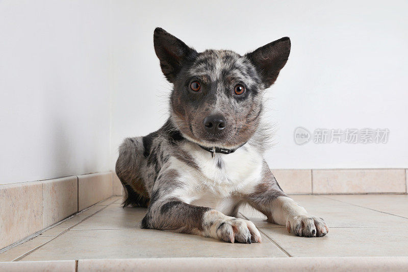 希望被收养的澳大利亚牧羊犬