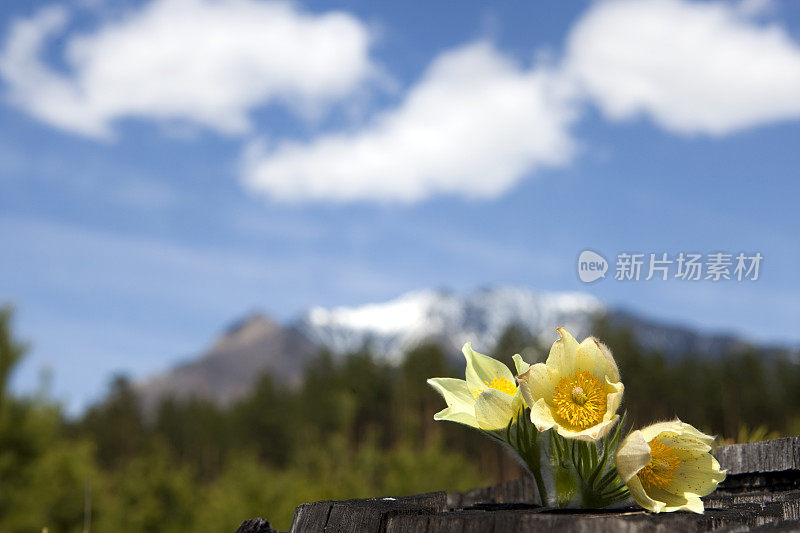 雪花莲花