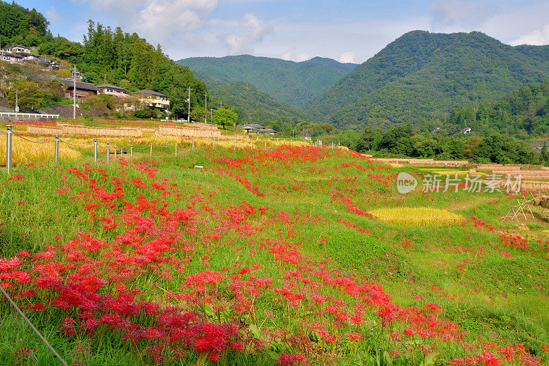 秋日的寺坂梯田，位于琦玉县秩父县