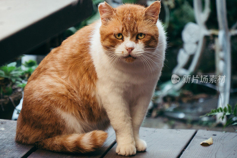 一张悲伤的脸的虎斑猫的形象