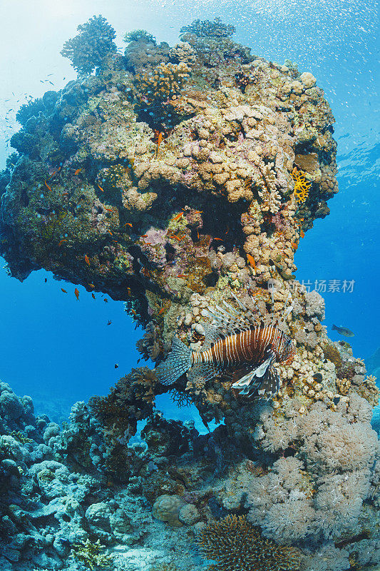 珊瑚礁狮子鱼红海自然与野生动物水下海洋生物水肺潜水员观点水下照片