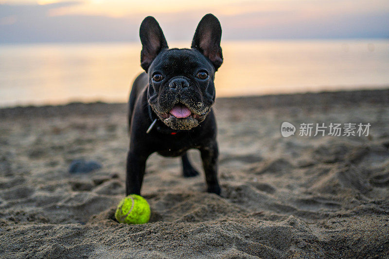 可爱的法国斗牛犬和网球在海滩上