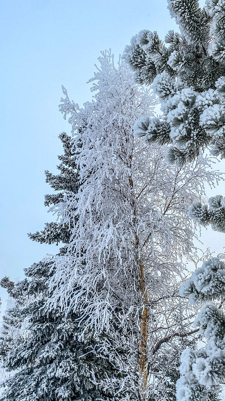 阿拉斯加树上的雪