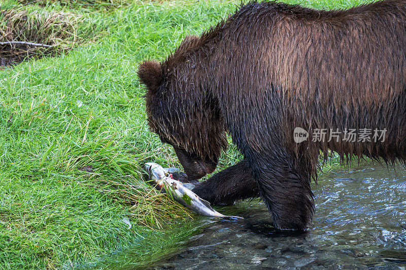 灰熊在河岸上吃鲑鱼