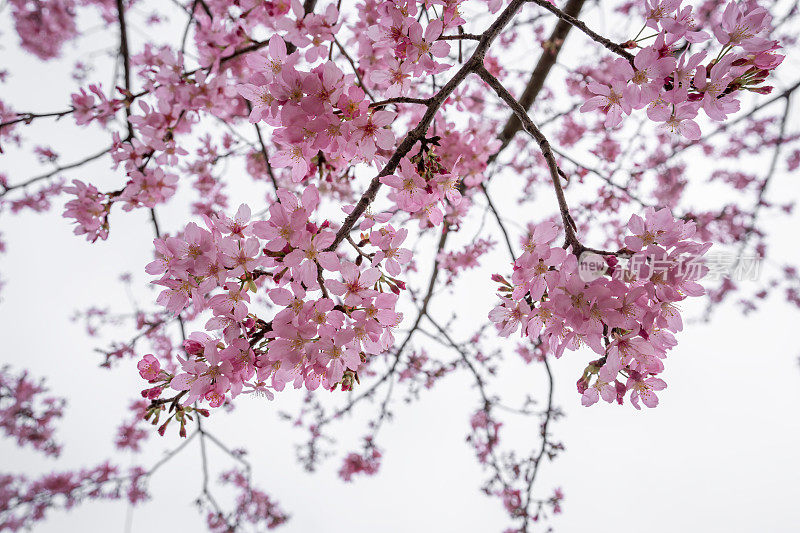 樱花特写