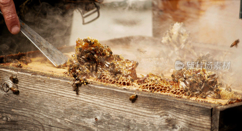 养蜂人用凿子从蜂巢中采集蜂蜜