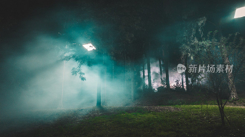 雾蒙蒙的森林在晚上与雾蒸汽的存在
