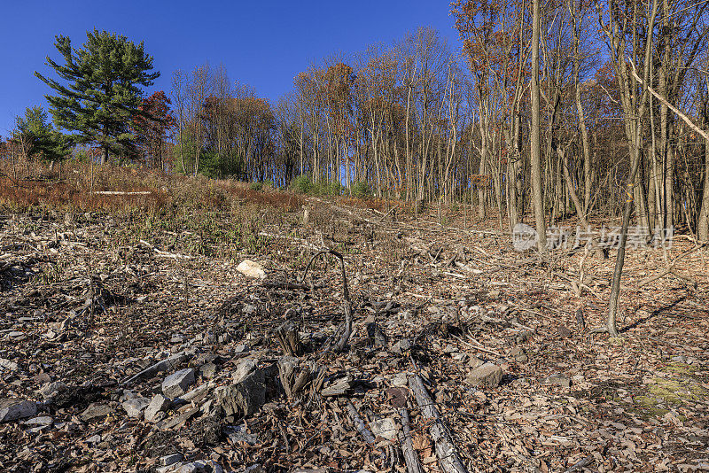 砍伐森林-为宾夕法尼亚州农村未来的住房发展清理空间。